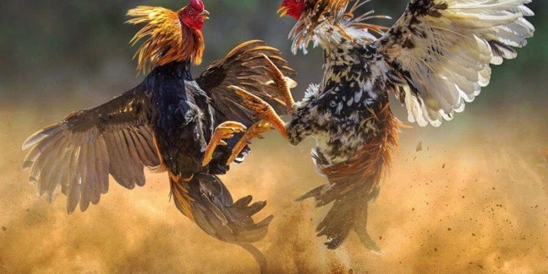 Đá gà tip88 được ưa chuộng